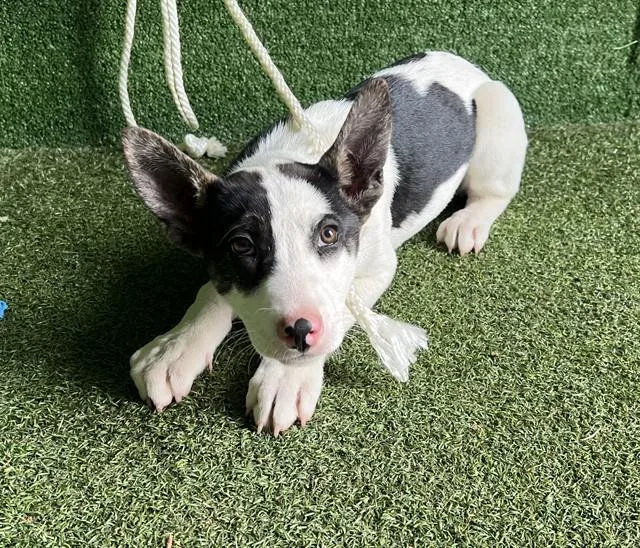 A baby small-sized female Border Collie dog named Spot for adoption in Lancaster, CA