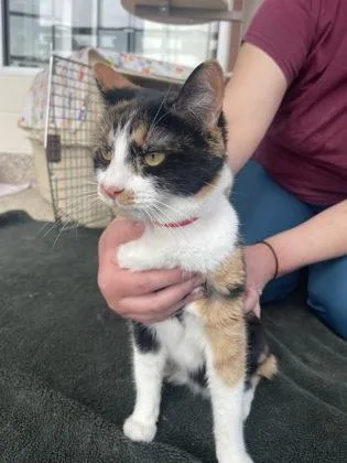 An adult small-sized female Domestic Short Hair cat named Gwen for adoption in Westland, MI