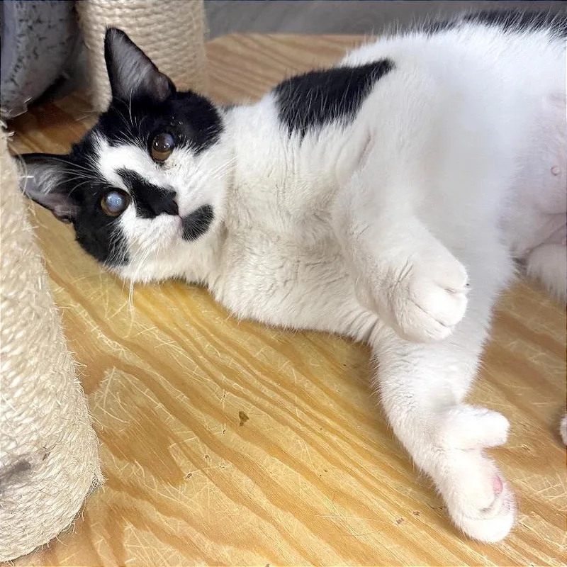A baby medium-sized female Black Domestic Short Hair cat named Tink for adoption in Pleasant Hill, CA
