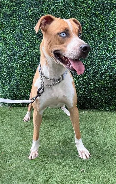 An adult medium-sized female Catahoula Leopard Dog dog named Frannie for adoption in Naples, FL