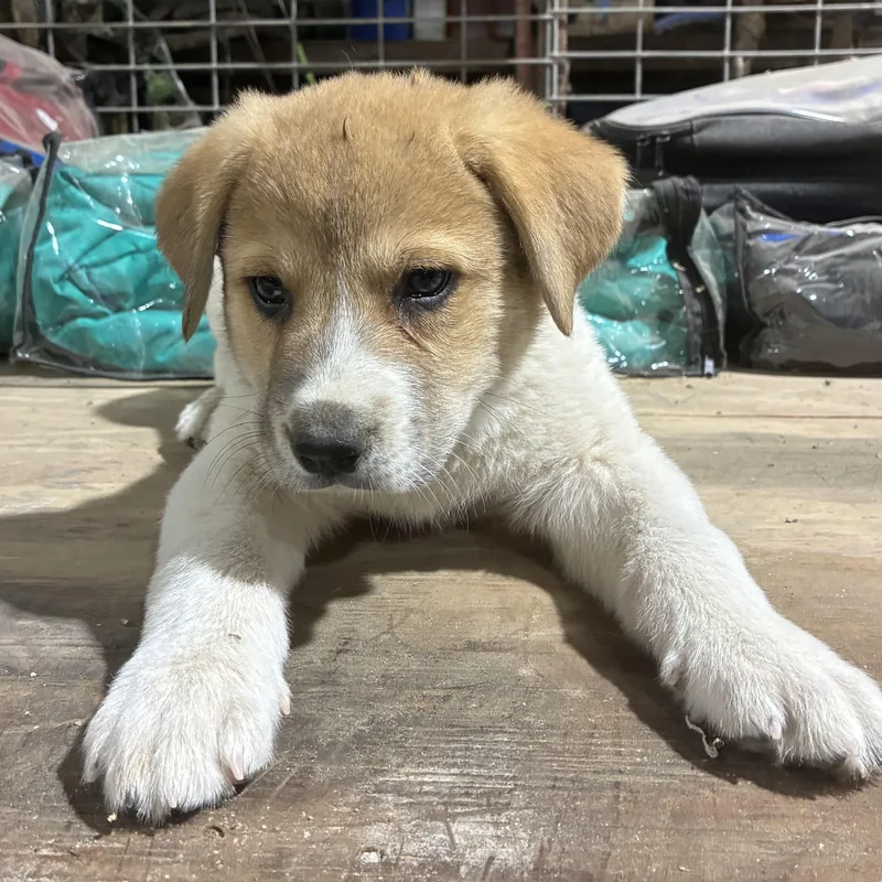 A baby large-sized male German Shepherd Dog dog named Poppy for adoption in Krum, TX