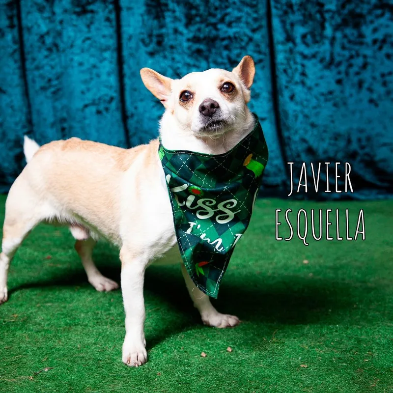 Javier Escuella thumbnail 3