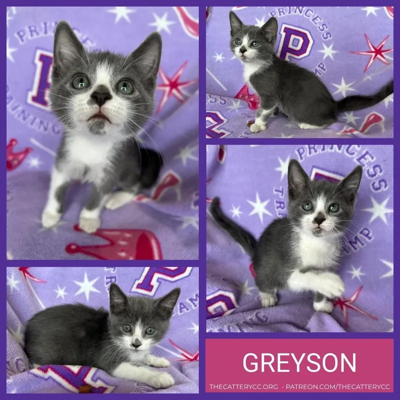 A baby small-sized male Domestic Short Hair cat named Greyson for adoption in Corpus Christi, TX