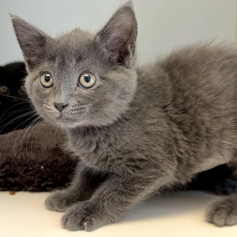 A baby small-sized female Gray / Blue / Silver Domestic Short Hair cat named Celine for adoption in Oakland, CA