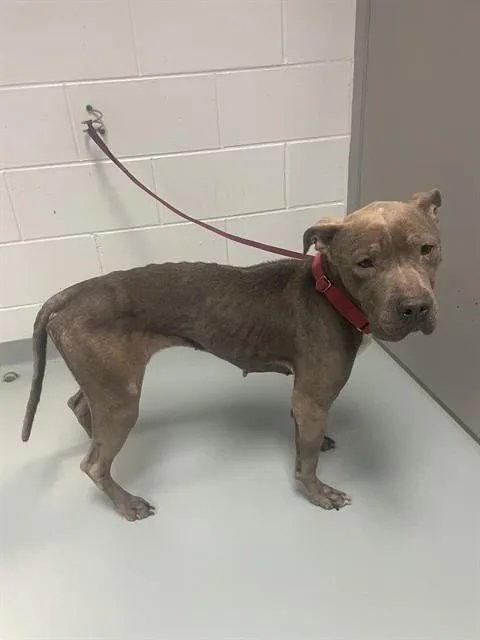 An adult medium-sized female Pit Bull Terrier dog named Britney Spears for adoption in Saint Cloud, FL