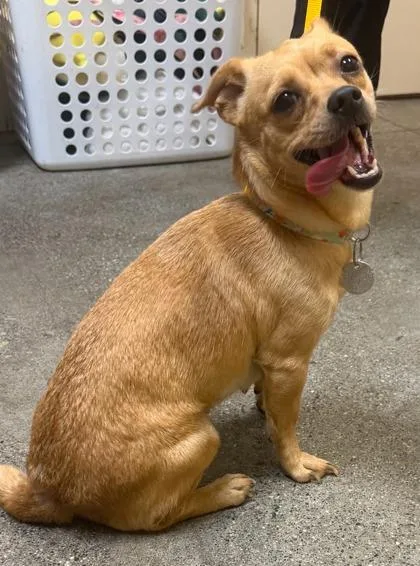 An adult small-sized female Mixed Breed dog named Boba for adoption in Honolulu, HI