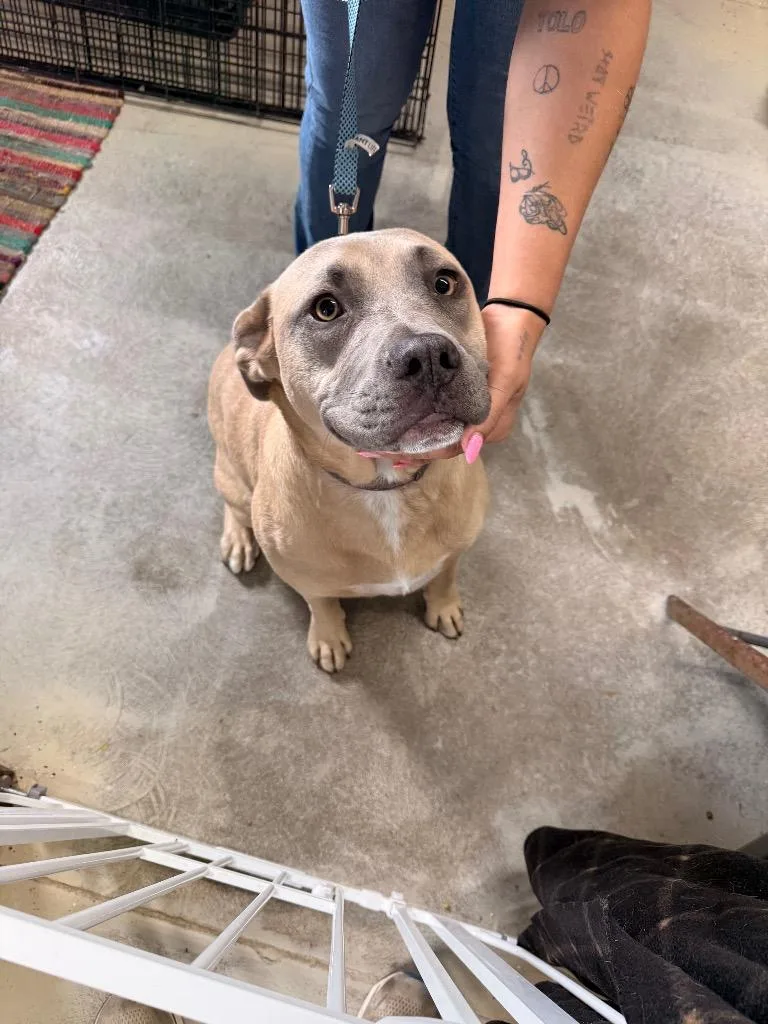 A young medium-sized male Black Mouth Cur dog named Duke for adoption in Camden, TN