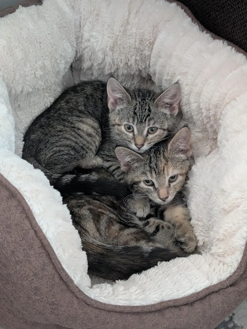 Chaloua and Valentina thumbnail 3