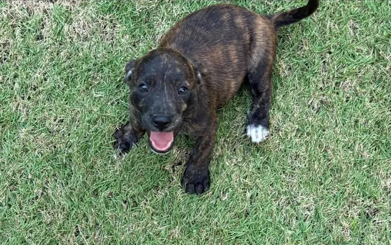 A baby small-sized male Chihuahua dog named Gismo for adoption in Rincon, PR