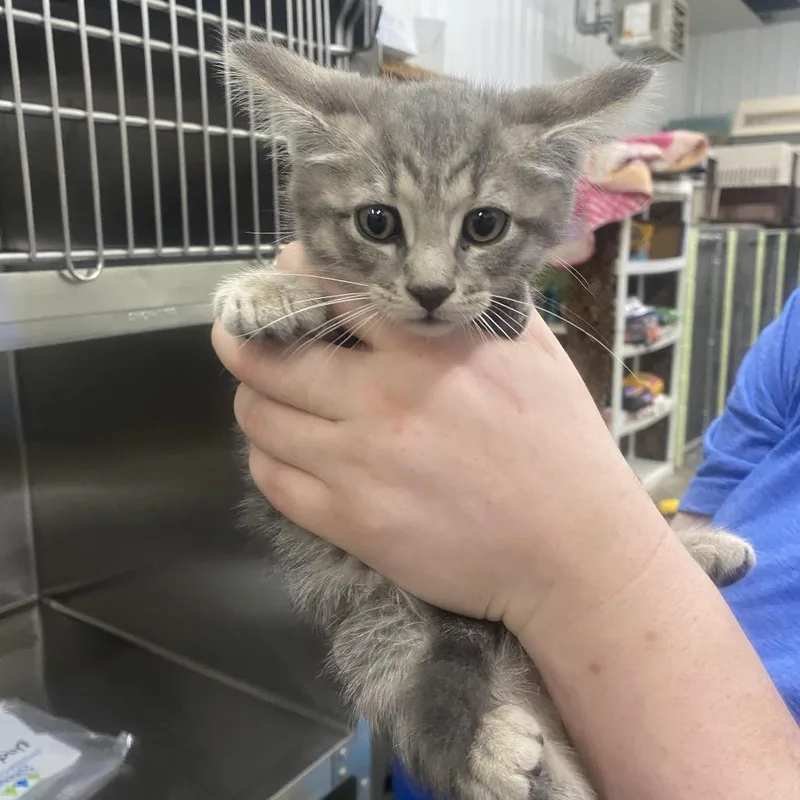 A baby small-sized male Gray / Blue / Silver Domestic Short Hair cat named Wren for adoption in Corbin, KY