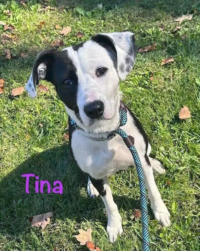 A young medium-sized female Terrier dog named Tina for adoption in Washington , PA