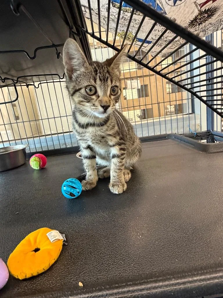 A baby small-sized male Domestic Short Hair cat named Ethan for adoption in Bossier City, LA