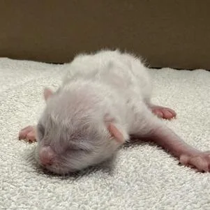 A baby small-sized male White Domestic Short Hair cat named Bowie for adoption in Providence, RI