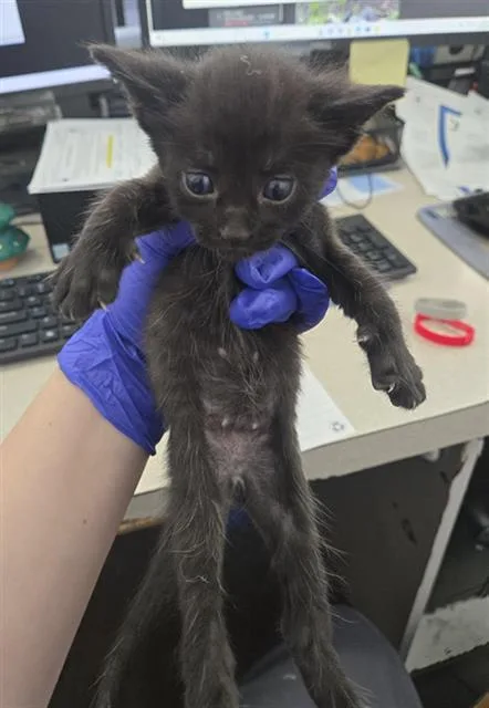 A baby medium-sized male Domestic Short Hair cat named Zack for adoption in Dallas, TX