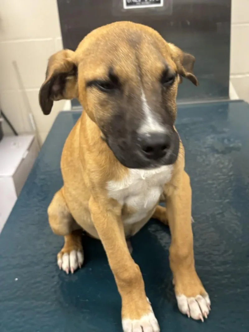 A baby small-sized male English Pointer dog named Tebow for adoption in Mobile, AL