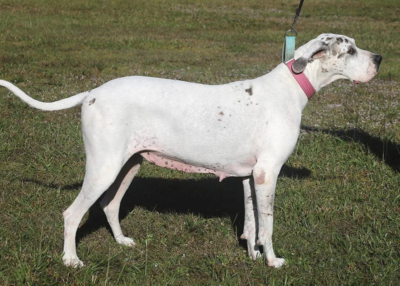 Zinnia Medical Hold Hwt thumbnail 3