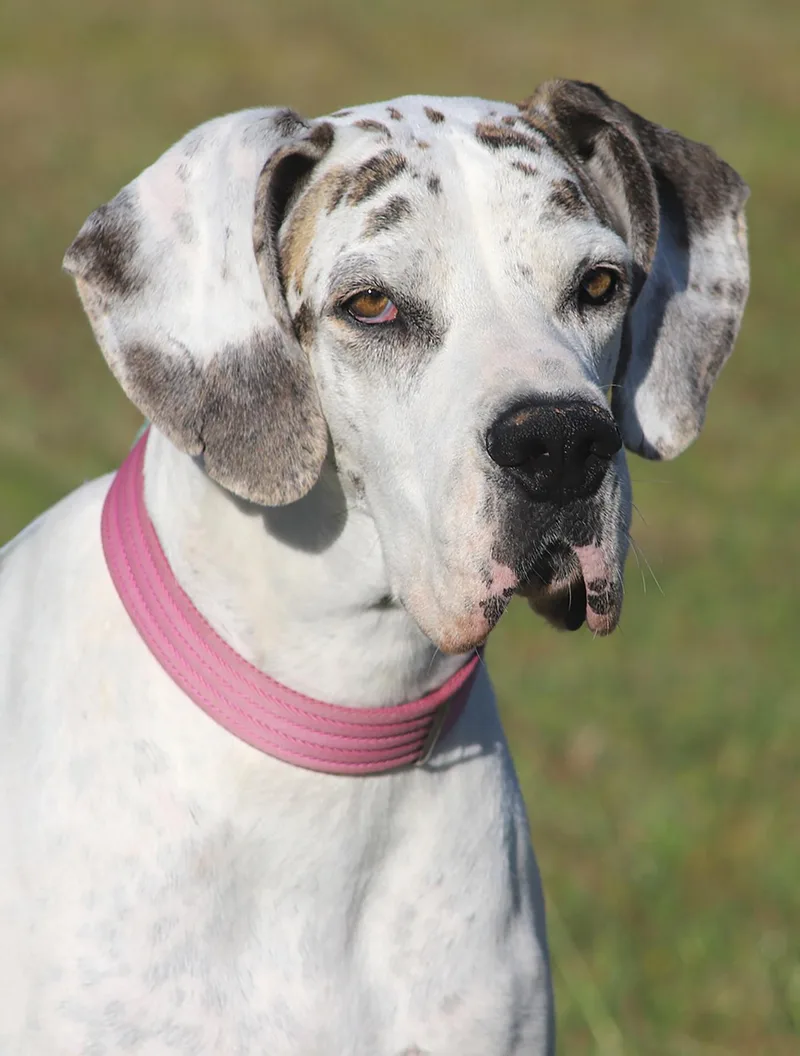 Zinnia Medical Hold Hwt