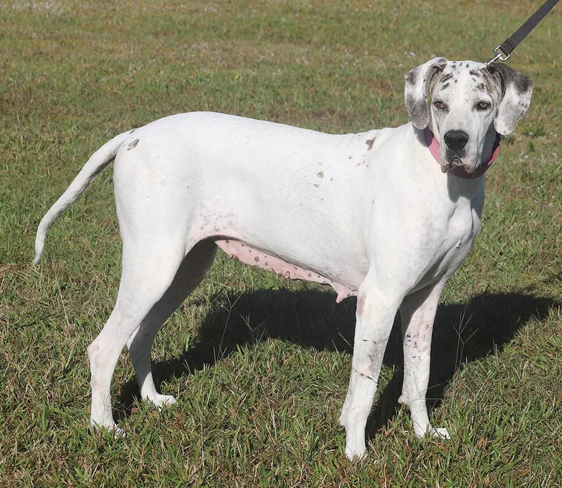 Zinnia Medical Hold Hwt thumbnail 4