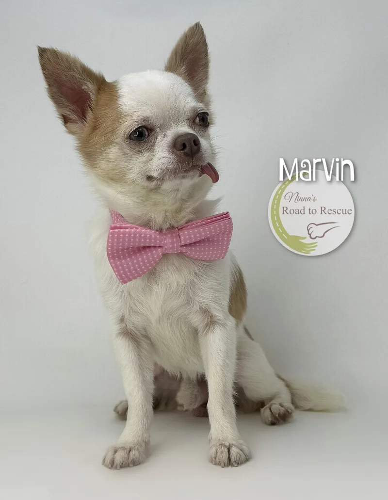 An adult small-sized male Chihuahua dog named Marvin for adoption in Benton, LA