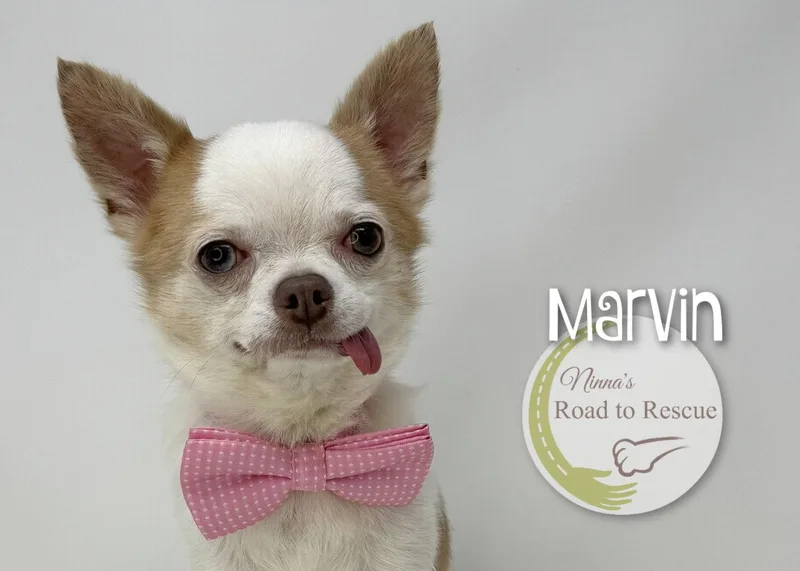 Marvin thumbnail 2