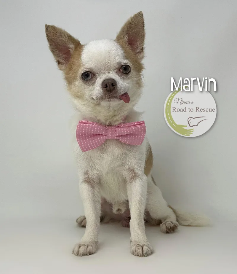 Marvin thumbnail 3