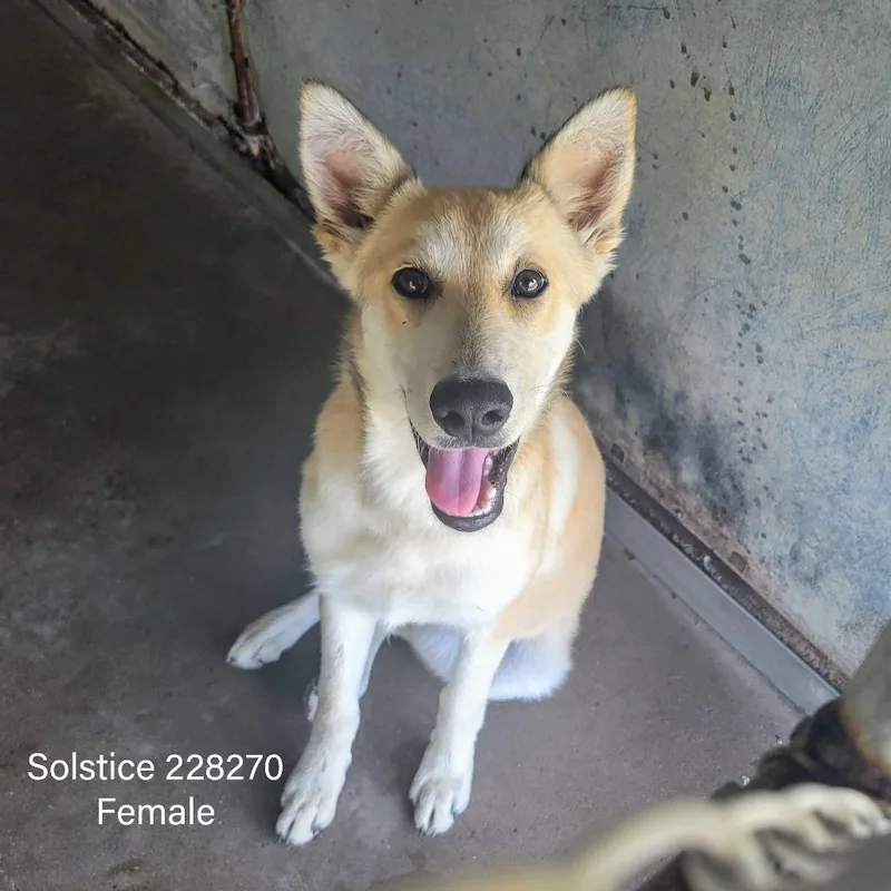 Solstice thumbnail 4