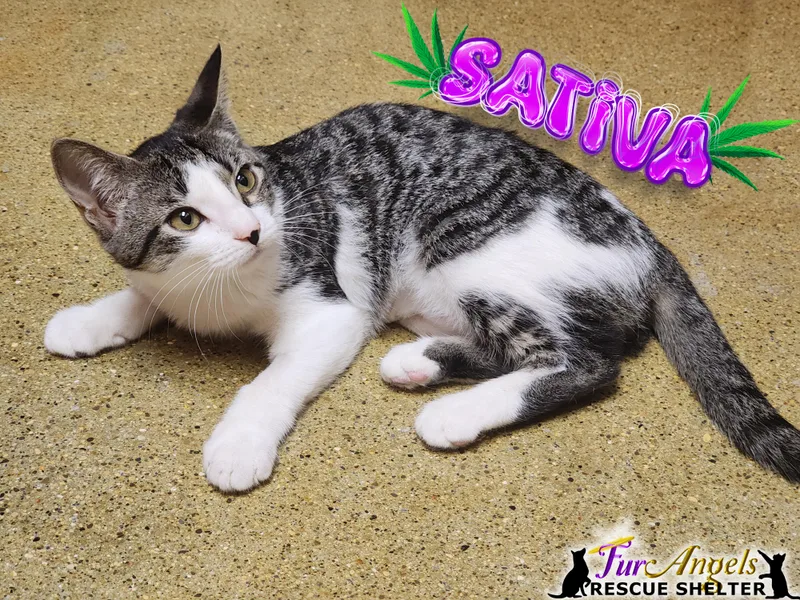 A young medium-sized female White Domestic Short Hair cat named Mj & Sativa for adoption in Toledo, OH