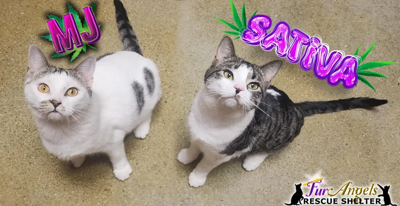 Mj & Sativa thumbnail 2
