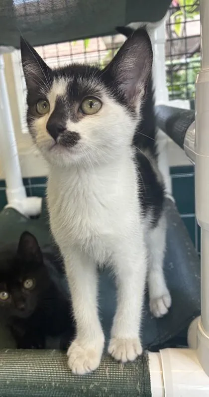 A baby small-sized female Domestic Short Hair cat named Jaguar for adoption in Honolulu, HI