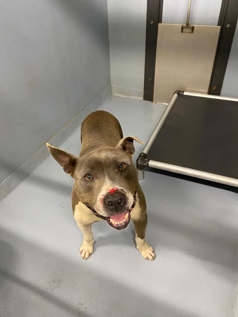 An adult large-sized male American Staffordshire Terrier dog named Rico for adoption in Cartersville , GA
