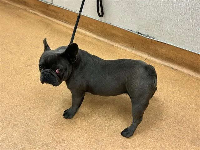 An adult small-sized female French Bulldog dog named Tipper for adoption in Martinez, CA