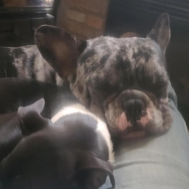 An adult small-sized female Gray / Blue / Silver French Bulldog dog named Luuna D for adoption in Princeton, MN