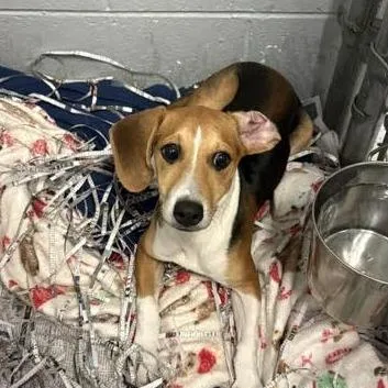 A baby small-sized female Black Beagle dog named Lemon for adoption in Blairsville, GA