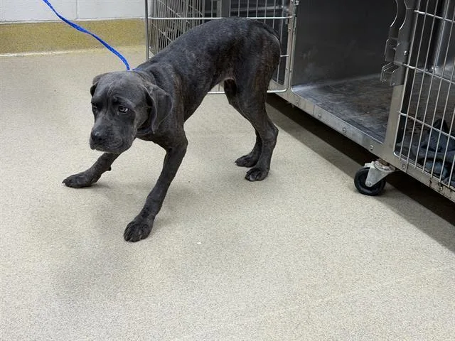 A young large-sized female Cane Corso dog named Shorty for adoption in Grand Prairie, TX