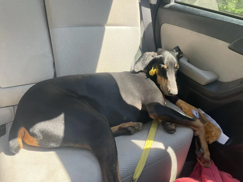 A young large-sized male Doberman Pinscher dog named Axel for adoption in Southold, NY