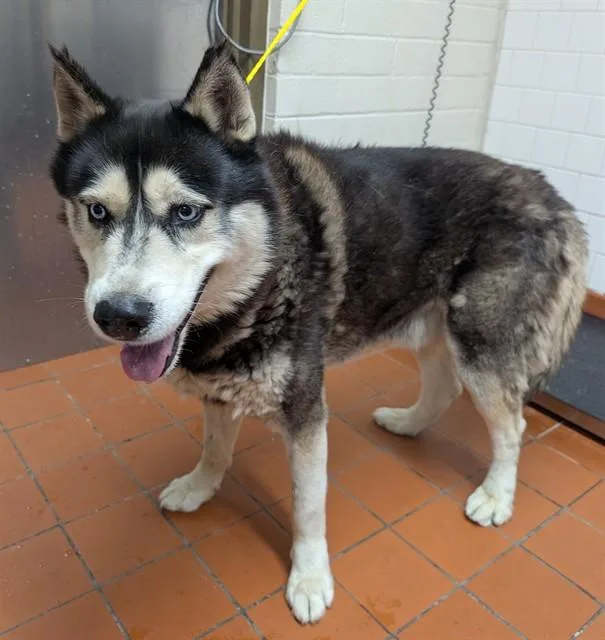 An adult large-sized male Siberian Husky dog named Monty for adoption in Camarillo, CA