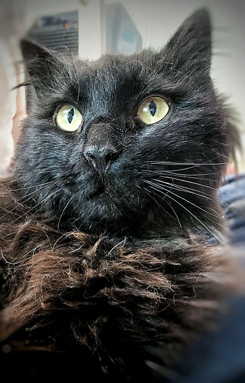 An adult large-sized male Black Domestic Long Hair cat named Licorice for adoption in Gettysburg, PA