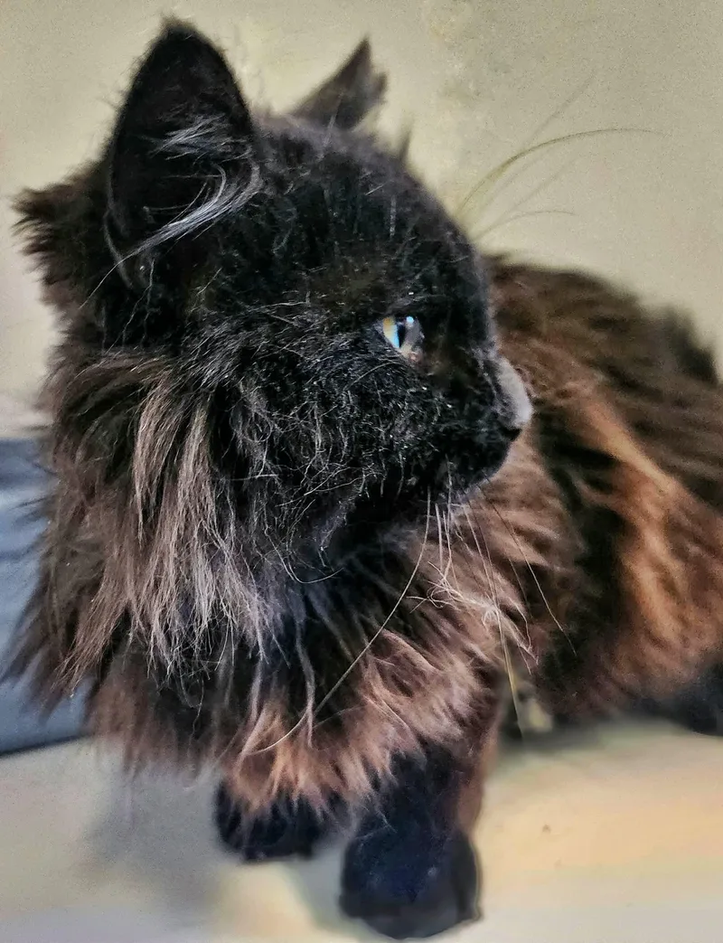 Licorice thumbnail 2