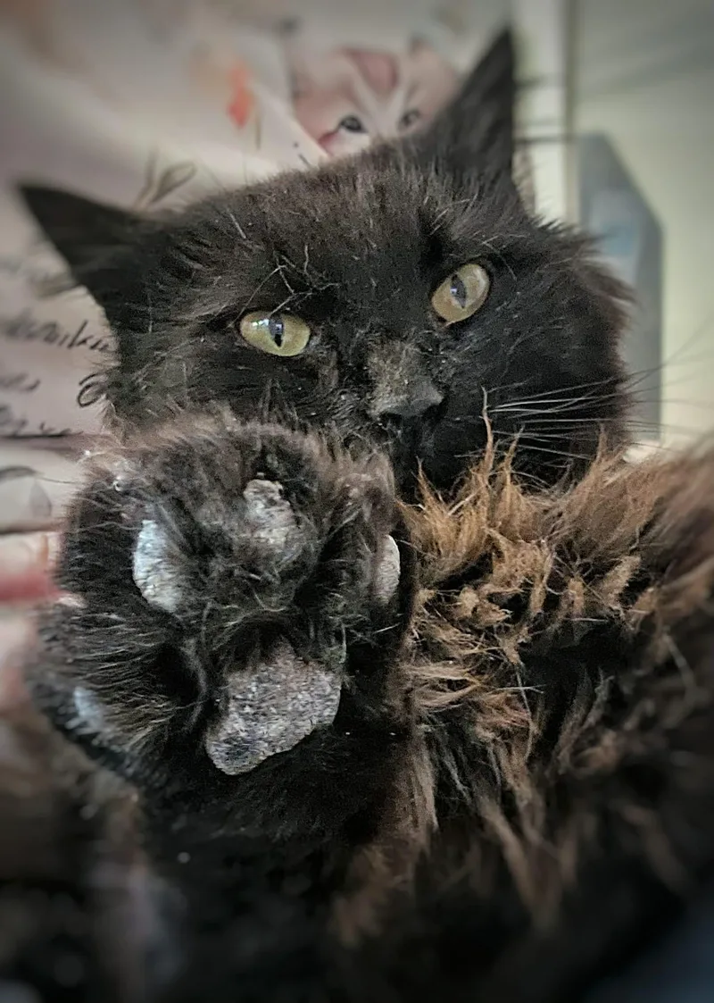 Licorice thumbnail 3