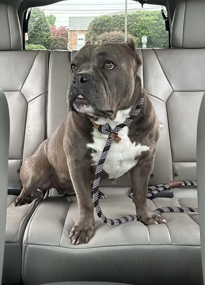 An adult medium-sized female Gray / Blue / Silver American Bully dog named Storm for adoption in Hayes, VA
