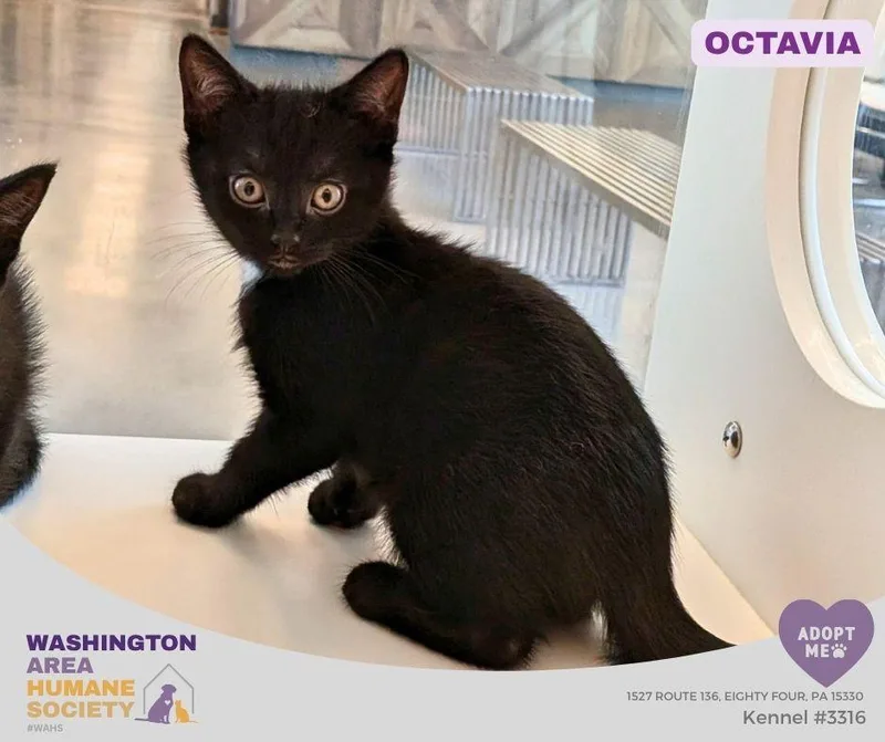 A baby small-sized female Black Domestic Short Hair cat named Octavia for adoption in Eighty Four, PA