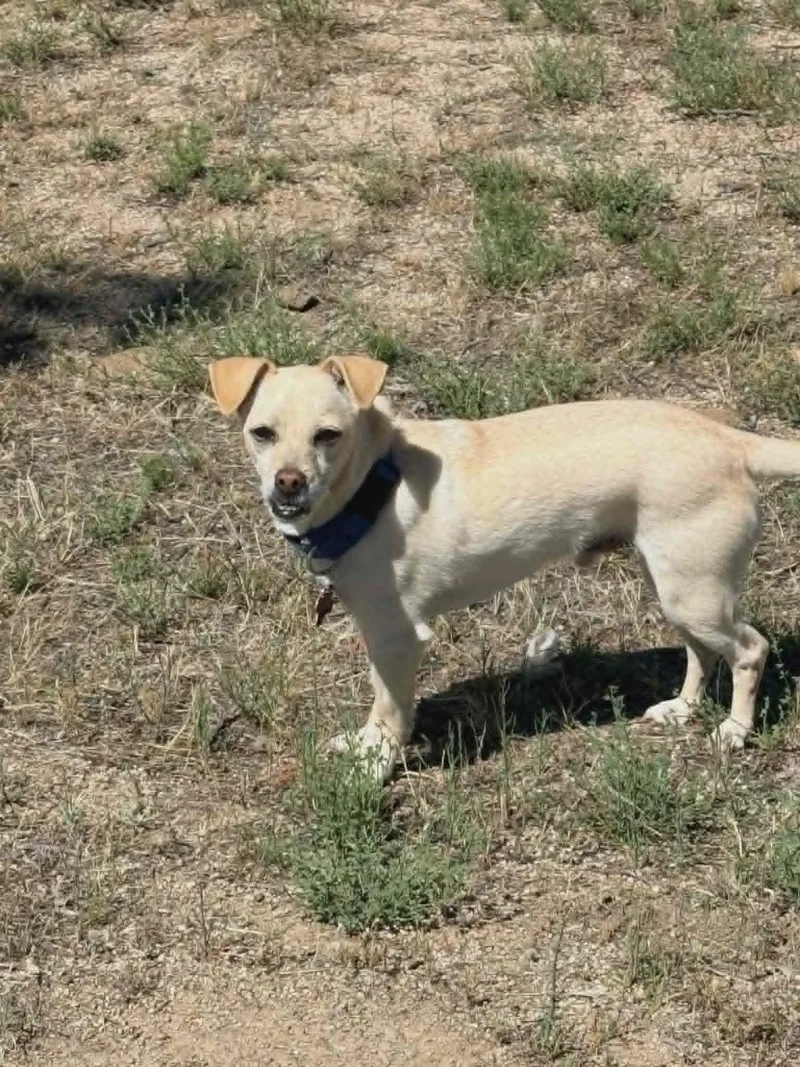 An adult medium-sized male Chihuahua dog named Floppy for adoption in Anza, CA