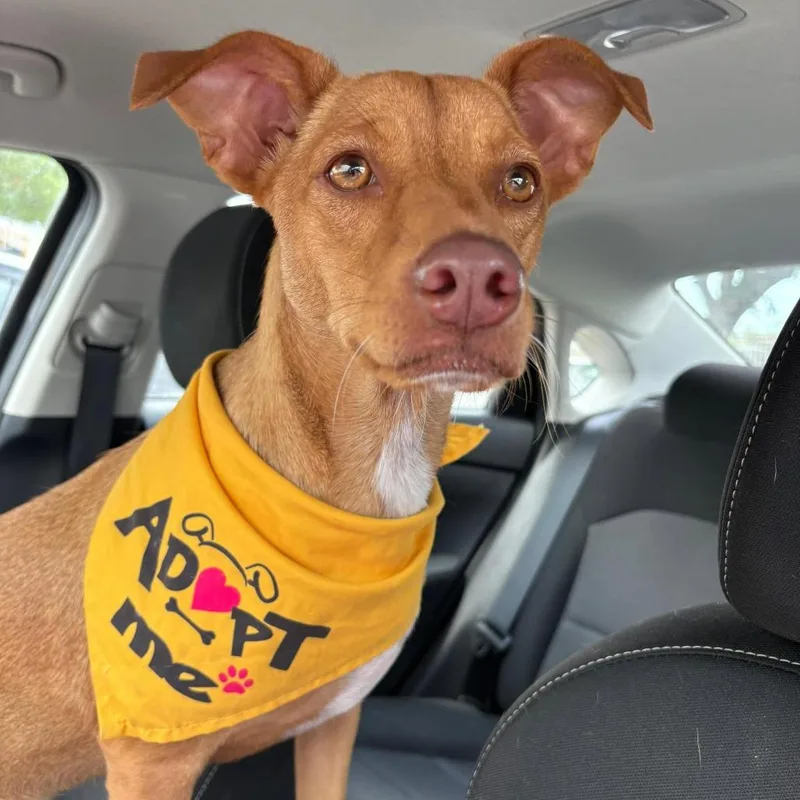 An adult medium-sized female Pointer dog named Polin for adoption in Laredo, TX