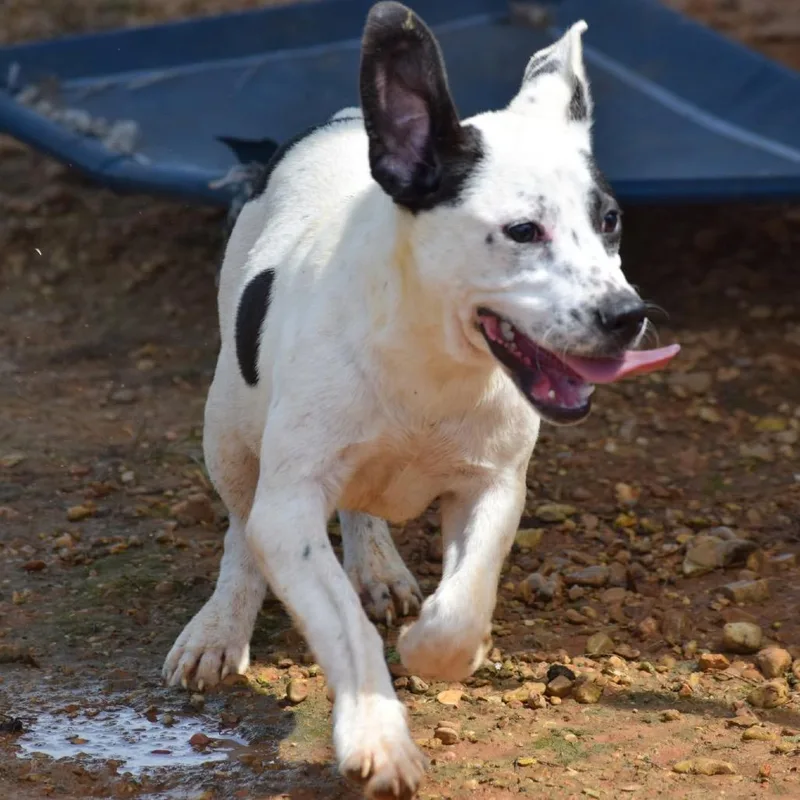 A young medium-sized female White / Cream Mixed Breed dog named Sundae for adoption in Jersey City, NJ
