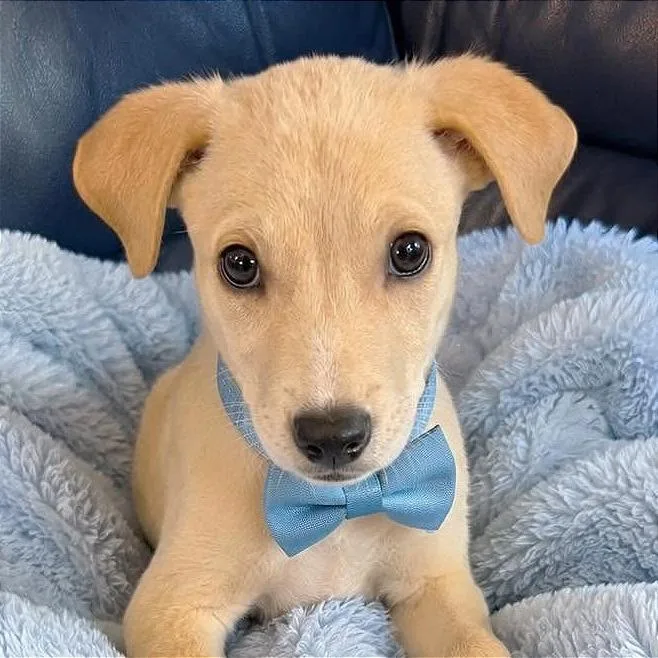 Toby
