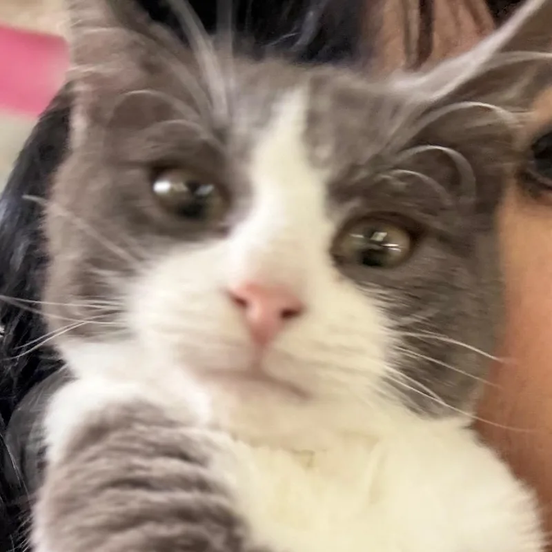 A baby small-sized male Domestic Short Hair cat named Kawasaki for adoption in East Smithfield , PA