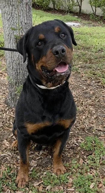 An adult large-sized male Rottweiler dog named Maximus for adoption in Fort Lauderdale, FL