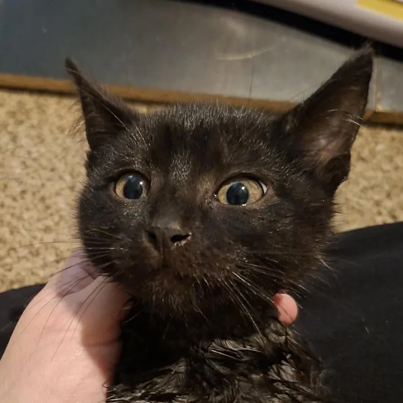 A baby small-sized male Domestic Medium Hair cat named Bowie for adoption in Saint Louis, MO
