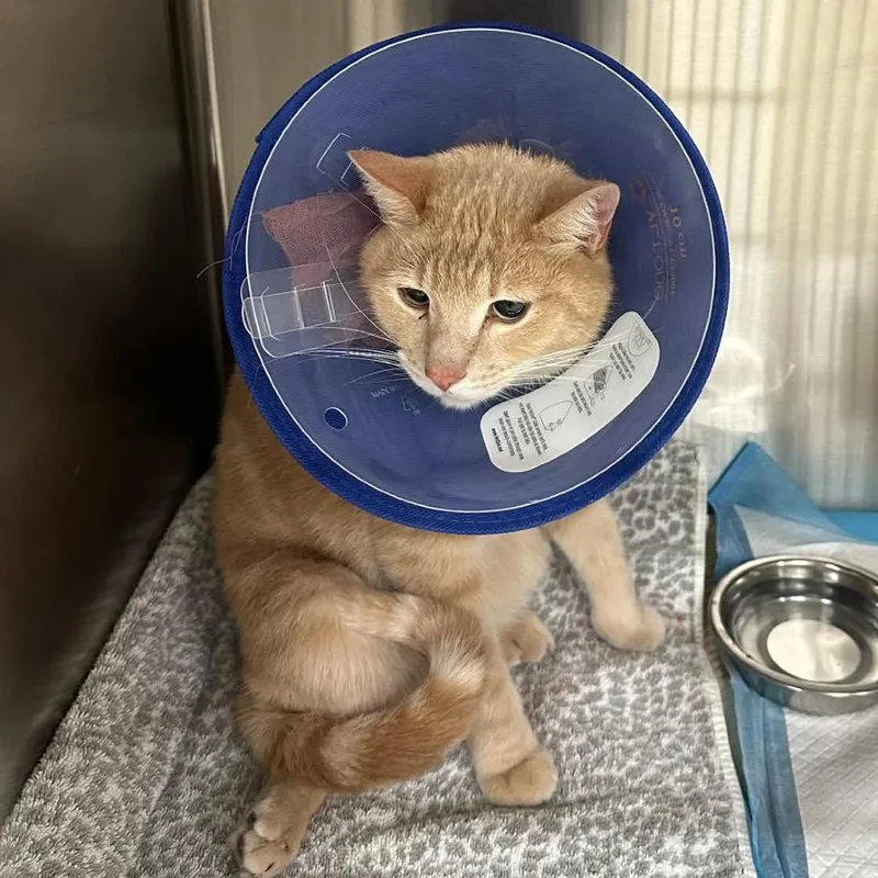 An adult small-sized male Orange / Red Domestic Short Hair cat named Rusty for adoption in Nampa, ID