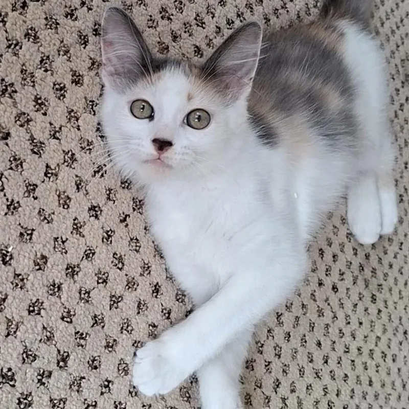 A baby small-sized female Maine Coon cat named BFFs Pinky & Milo for adoption in Yorba Linda, CA